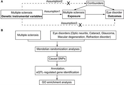 Genetic susceptibility and causal pathway analysis of eye disorders coexisting in multiple sclerosis